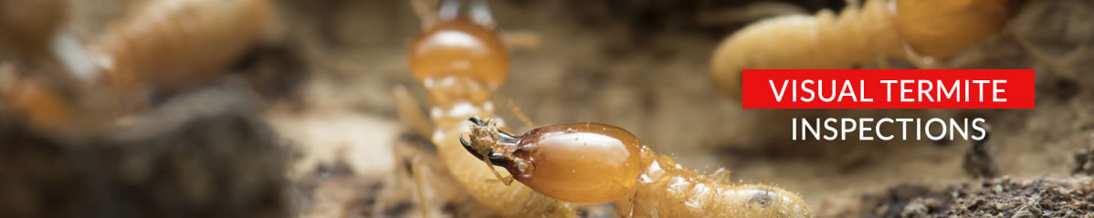Termite Inspection Mermaid Waters